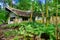 Mahe Island Seychelles - November 10th 2019: Old house abandoned in the jungle.