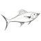 Mahimahi Shark Drawing Download: Light Silver Maritime Scenes