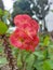 Mahkota duri or Crown of thorns or Euphorbia milii or Christ plant, or Christ thorn