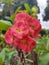 Mahkota duri or Crown of thorns or Euphorbia milii or Christ plant, or Christ thorn