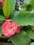 Mahkota duri or Crown of thorns or Euphorbia milii or Christ plant, or Christ thorn