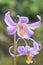 Mahogany fawn lily Erythronium revolutum, pink flowers