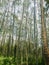 Mahogany forest