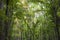 Mahogany Forest, Meliaceae