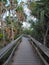 Mahogany Hammock Boardwalk in Everglades National Park.