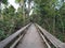 Mahogany Hammock Boardwalk in Everglades National Park.