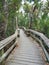 Mahogany Hammock Boardwalk in Everglades National Park.