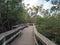 Mahogany Hammock Boardwalk in Everglades National Park.