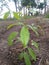 Mahogany Plants grow for garden