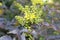 Mahogany shrub in the garden. Mahonia aquifolium.