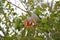 Mahogany tree brown fruit