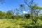 Mahogany tree saplings & Agua volcano