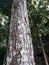 mahogany tree trunk