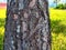 mahogany tree trunk surface texture