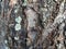 mahogany tree trunk surface texture