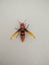 Mahogany wasp vespid wasp paper wasp umbrella wasp