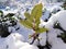 Mahonia aquifolium (magonia padubolistnaya) evergreen leaves under the snow