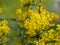 Mahonia aquifolium - Oregon grape