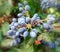 Mahonia aquifolium (Oregon grape)