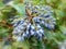 Mahonia aquifolium (Oregon grape)