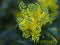 Mahonia aquifolium oregon grape