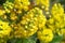 Mahonia aquifolium oregon grape