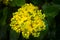 Mahonia aquifolium or Oregon grape blossom in spring garden. Soft selective focus of bright yellow flowers