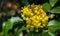 Mahonia aquifolium or Oregon grape blossom in spring garden. Soft selective focus of bright yellow flowers