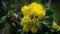 Mahonia aquifolium or Oregon grape blossom in spring garden. Soft selective focus of bright yellow flowers. Wonderful background
