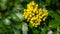 Mahonia aquifolium or Oregon grape blossom in spring garden. Soft selective focus of bright yellow flowers. Wonderful natural back
