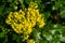 Mahonia aquifolium or Oregon grape blossom in spring garden. Soft selective focus of bright yellow flowers. Wonderful natural back