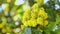 Mahonia aquifolium - Oregon grape flower