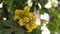 Mahonia aquifolium - Oregon grape flower