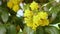 Mahonia aquifolium - Oregon grape flower