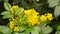 Mahonia aquifolium, Oregon grape or holly-leaved berberry bloom in spring