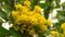 Mahonia aquifolium, Oregon grape or holly-leaved berberry bloom in spring