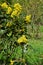 Mahonia aquifolium, Oregon grape mahonia or holly leaved berberry blooming in the spring garden