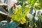 Mahonia aquifolium, Oregon-grape, wild flower