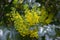 Mahonia aquifolium shrub with yellow flower