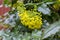 Mahonia aquifolium shrub with yellow flower