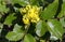 Mahonia aquifolium shrub with yellow flower, evergreen bush with spiny leaves in bloom
