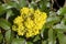 Mahonia aquifolium shrub with yellow flower, evergreen bush with spiny leaves in bloom