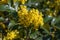 Mahonia aquifolium shrub with yellow flower, evergreen bush with spiny leaves in bloom