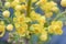 Mahonia aquifolium shrub with yellow flower, evergreen bush with spiny leaves in bloom