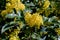 Mahonia aquifolium shrub with yellow flowers, evergreen bush with spiny leaves in bloom