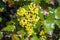 Mahonia Berberis aquifolium `Golden Abundance`