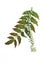 Mahonia blossom (Mahonia aquifolium)