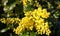 Mahonia branch with beautiful yellow small flowers close up.