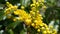 Mahonia branch with beautiful yellow small flowers. Evergreen bush.