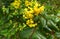 Mahonia branch with beautiful yellow small flowers. Evergreen bush.